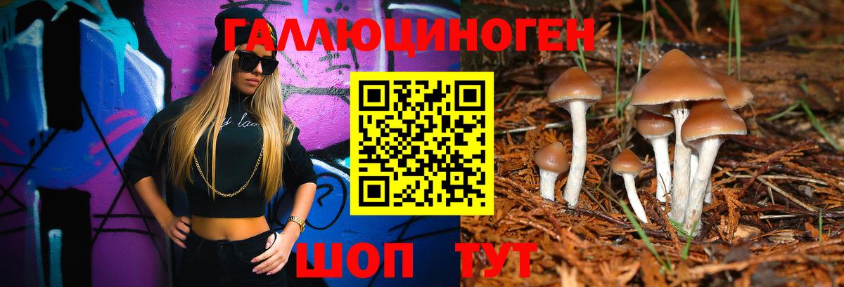 Псилоцибиновые грибы Psilocybe Кольчугино